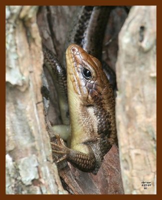 5 lined skink 4-27-07 cl1b.JPG