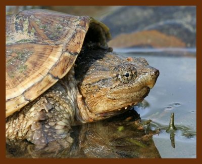 turtle eastern snapper 3-30-07 cl7b.JPG