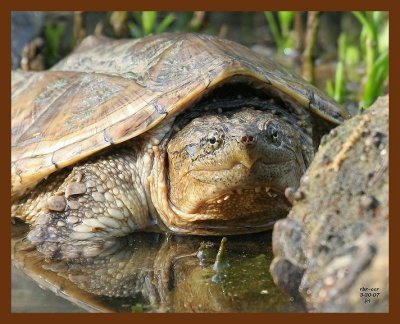 turtle eastern snapper 3-30-07 cl6b.JPG