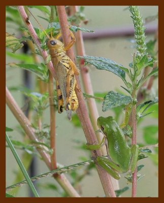 green-treefroggrasshopper 8-30-06 cl1b.JPG