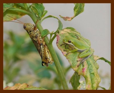 green-treefroggrasshopper 8-31-06 cl4b.JPG