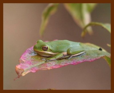 green-treefrog 8-30-06 cl1b.JPG