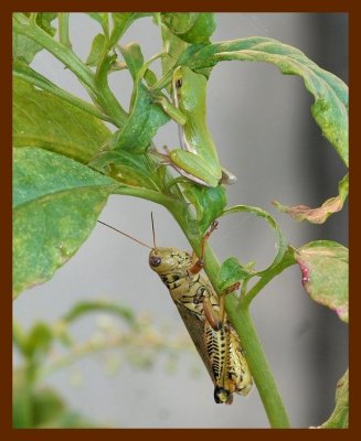 green-treefroggrasshopper 8-31-06 cl2b.JPG