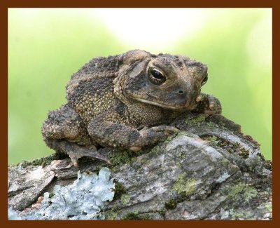 american toad 5-1-06 cl2b.JPG