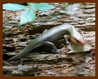 5-lined skink 4-30-06 cl1c1b.JPG