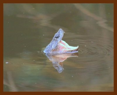 turtle snapper 6-16-06 cl2b.JPG