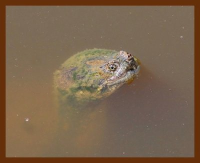 turtle snapper 6-16-06 cl1b.JPG