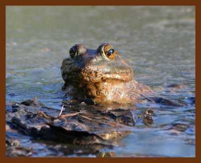 bullfrog 6-20-06 cl2b.JPG