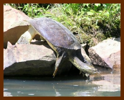 turtle softshell 5-14-06 cl3b.JPG