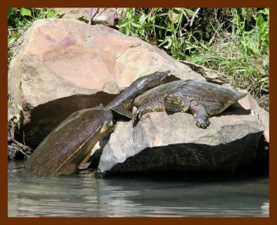 turtle softshell 5-14-06 cl4b.JPG