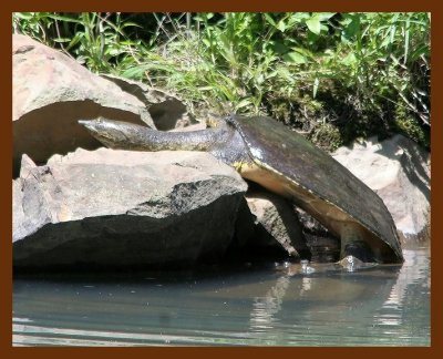 turtle softshell 5-14-06 cl6b.JPG
