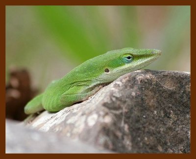 lizard green anole 4-11-06 cl2b.JPG