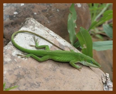 lizard green anole 4-11-06 cl6b.JPG