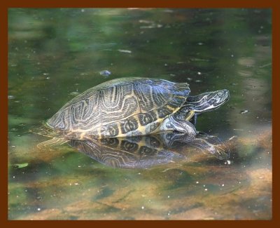 turtle cooter 4-21-06 cl1b.JPG