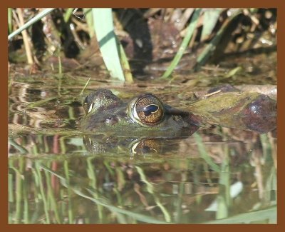 bullfrog 4-09-06 cl8b.JPG