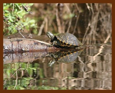 turtle cooter 4-21-06 cl2b.JPG