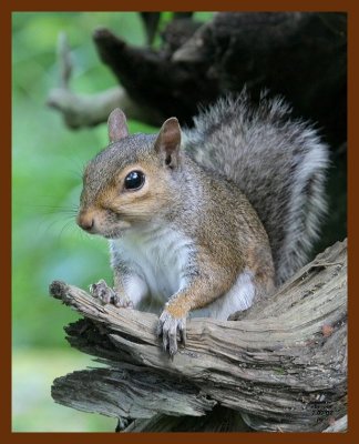 gray-squirrel 7-7-07 4c4b.JPG