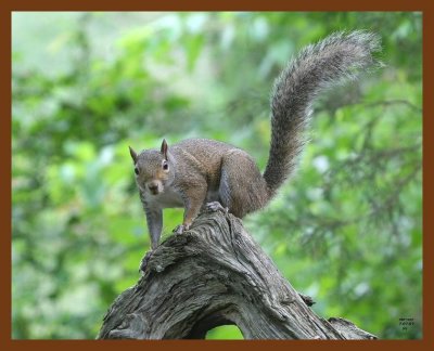 gray-squirrel 7-7-07 4c3b.JPG