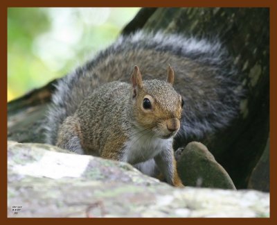 gray-squirrel 9-9-07 4c3b.JPG
