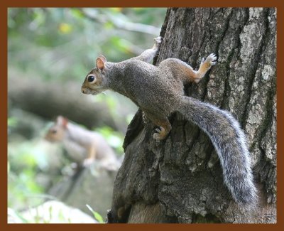 gray-squirrel 9-13-07 4c1b.JPG
