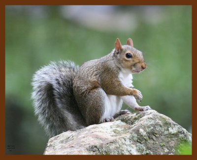 gray-squirrel 9-7-07 4c5b.JPG