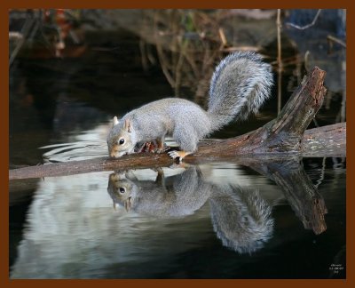 gray-squirrel 11-28-07 4c81b.JPG