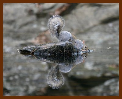 gray-squirrel 11-30-07 4c51b.JPG