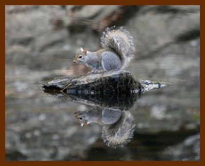 gray-squirrel 11-30-07 4c76b.JPG