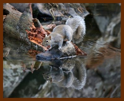 gray-squirrel 11-30-07 4c82b.JPG