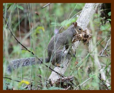 gray-squirrel 9-10-07 4c2b.JPG