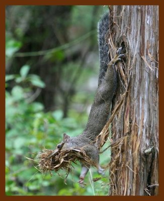 gray-squirrel 9-10-07 4c4b.JPG