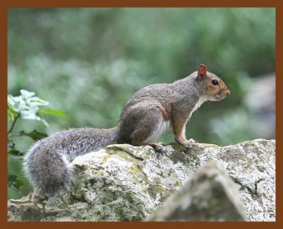 gray-squirrel 9-7-07 4c4b.JPG