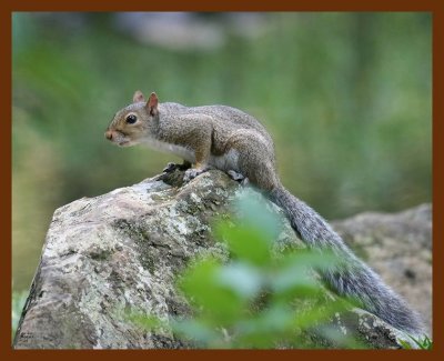 gray-squirrel 9-6-07 4c2b.JPG