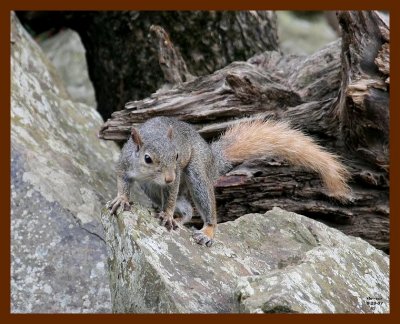 squirrel-fox-tailed gray 8-28-07 4c1b.JPG