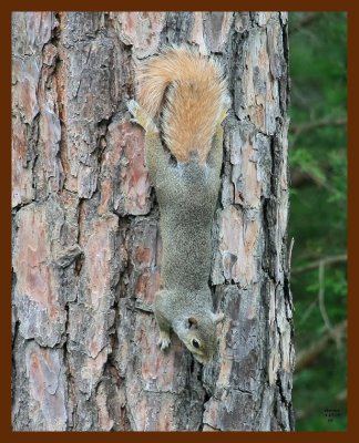 squirrel-red-tail gray 5-27-07 4c1b.JPG