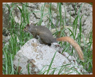 squirrel-red-tail gray 5-27-07 4c3b.JPG