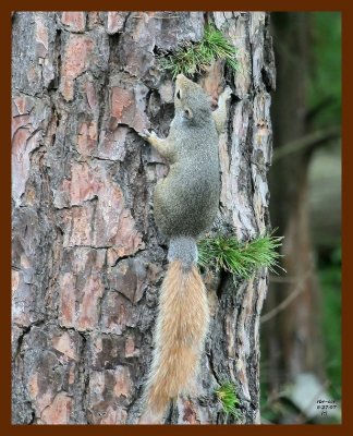 squirrel-red-tail gray 5-27-07 4c6b.JPG