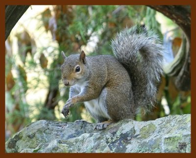 gray-squirrel 7-11-07 4c1b.JPG