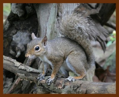 gray-squirrel 7-12-07 4c5b.JPG