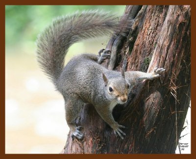gray-squirrel 7-2-07 4c2b.JPG