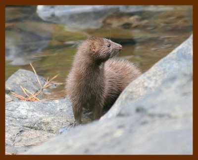 mink 11-20-05 cl3b.JPG