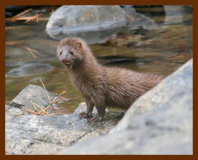 mink 11-20-05 cl2b.JPG