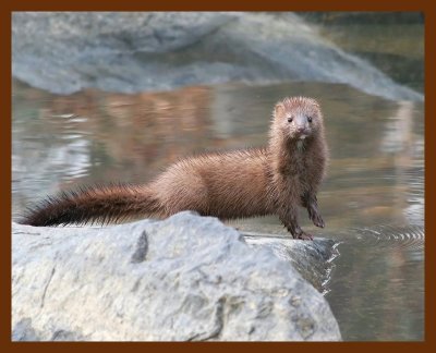mink  2-1-06 cl9b.JPG