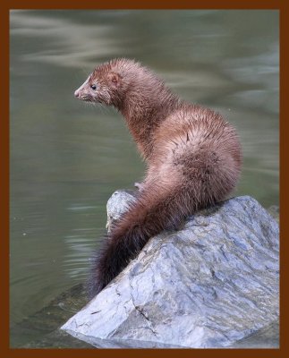 mink  2-1-06 cl5b.JPG
