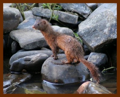 mink 10-16-05 cl2b.JPG