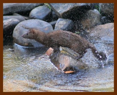 mink 10-16-05 cl4b.JPG