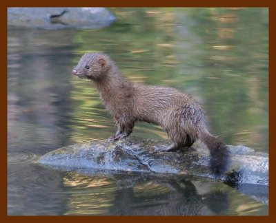 mink 10-18-05 cl4b.JPG