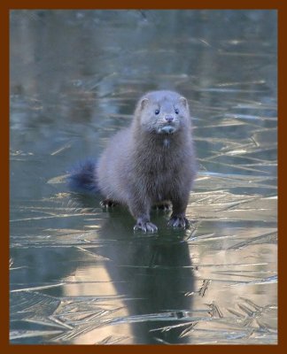 mink  2-12-06 cl1b.JPG