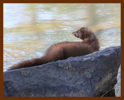 mink  3-15-06 cl2b.JPG