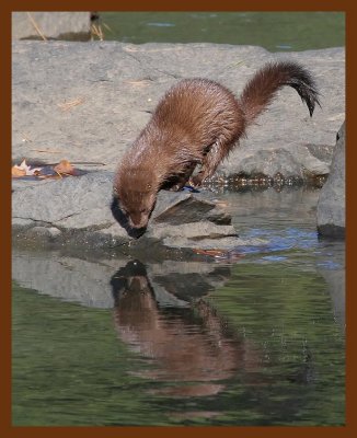 mink 11-13-06 cl1b.JPG